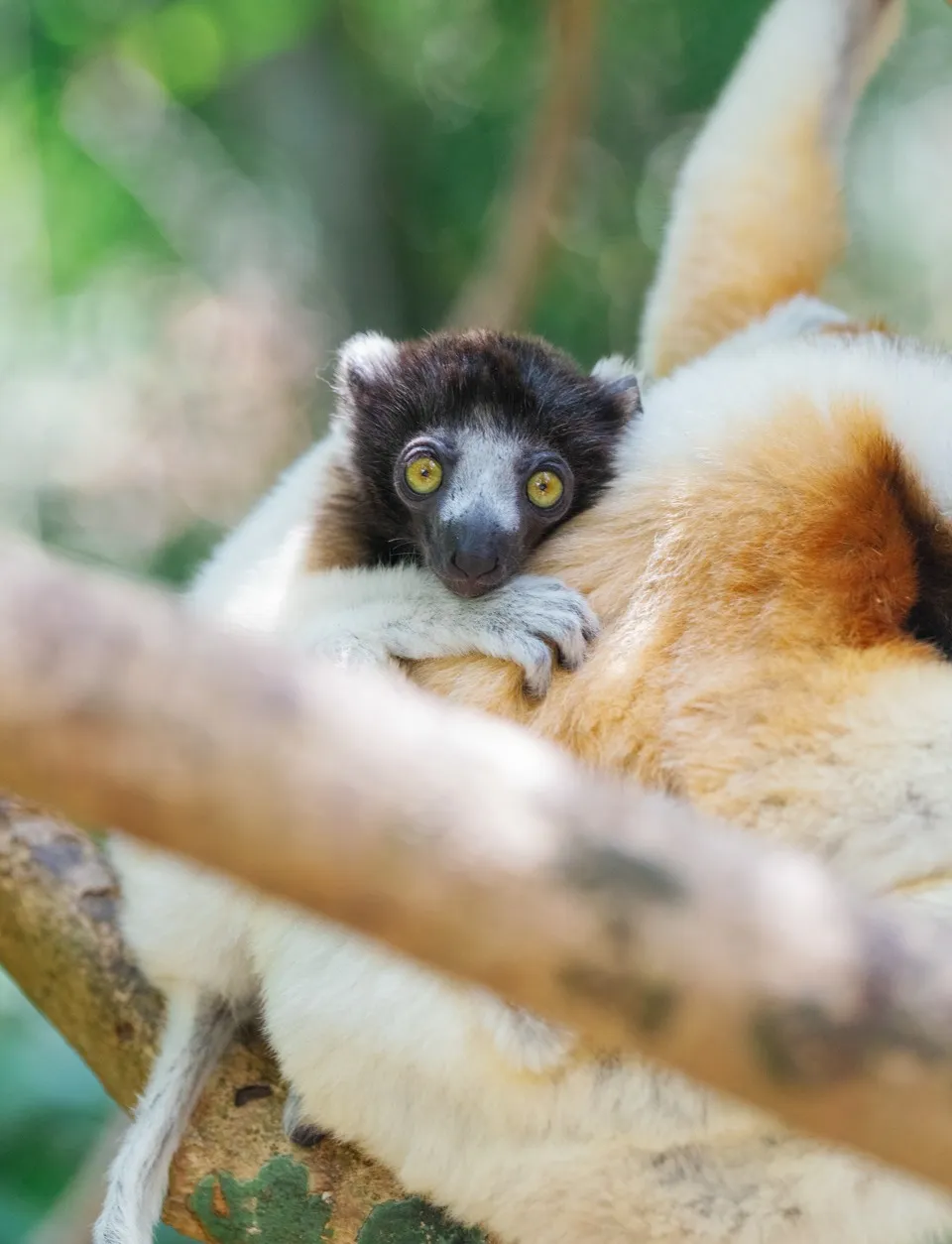 Macaco lemurs